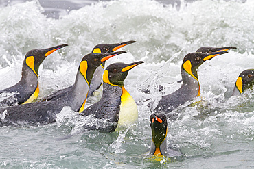 King penguins (Aptenodytes patagonicus) swimming near the beach at breeding and nesting colony at Salisbury Plains in the Bay of Isles, South Georgia, Southern Ocean. MORE INFO The king penguin is the second largest species of penguin at about 90 cm (3 ft