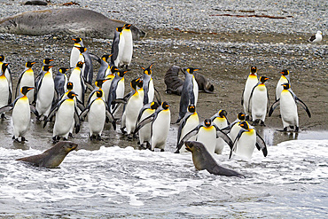 King penguin (Aptenodytes patagonicus) entering the sea from the beach at Salisbury Plain, South Georgia, Polar Regions