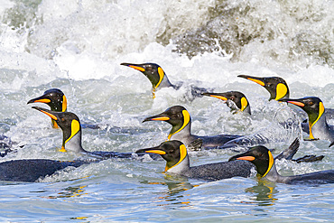 King penguins (Aptenodytes patagonicus) swimming near the nesting beach at Salisbury Plain, South Georgia.