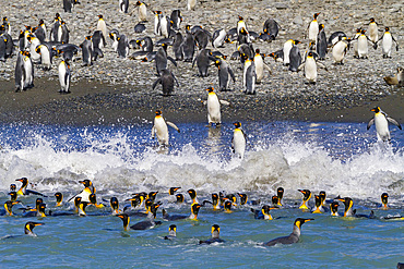 King penguin (Aptenodytes patagonicus) entering the sea from the beach at Salisbury Plain, South Georgia, Polar Regions