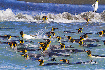 King penguins (Aptenodytes patagonicus) swimming near the nesting beach at Salisbury Plain, South Georgia.