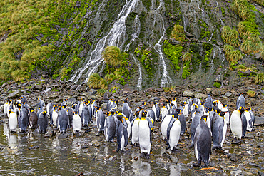 King penguins (Aptenodytes patagonicus) at breeding and nesting colony at Right Whale Bay, South Georgia.