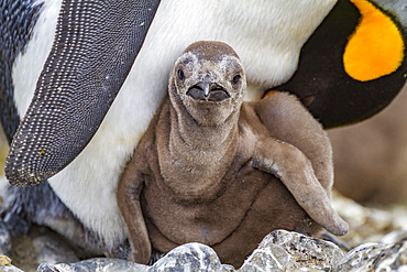 King penguin (Aptenodytes patagonicus) adult and chick at breeding and nesting colony at Salisbury Plain, South Georgia.