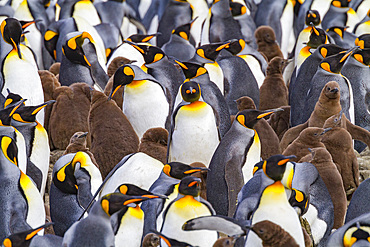 King penguins (Aptenodytes patagonicus) at breeding and nesting colony at Salisbury Plain in the Bay of Isles, South Georgia.