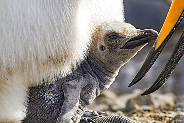 King penguin (Aptenodytes patagonicus) adult and chick at breeding and nesting colony at Salisbury Plain, South Georgia, Polar Regions