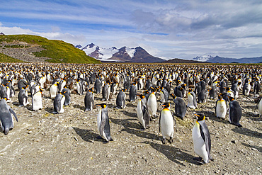 King penguins (Aptenodytes patagonicus) at breeding and nesting colony at Salisbury Plain in the Bay of Isles, South Georgia.