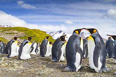 King penguins (Aptenodytes patagonicus) at breeding and nesting colony at Salisbury Plain in the Bay of Isles, South Georgia, Polar Regions