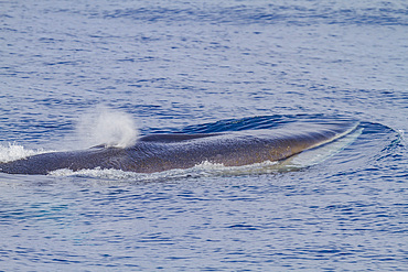 Adult fin whale (Balaenoptera physalus) surfacing in the rich waters off the continental shelf near South Georgia, Polar Regions