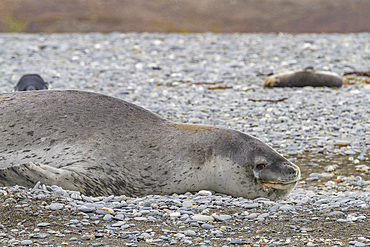 A HUGE adult male leopard seal (Hydrurga leptonyx) hauled out on the beach at Salisbury Plains in the Bay of Isles.