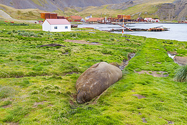 Adult bull southern elephant seal (Mirounga leonina) hauled out to molt at Grytviken on South Georgia.