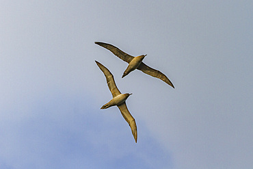 Adult light-mantled sooty albatrosses (Phoebetria palpebrata) on the wing in Elsehul on South Georgia, Southern Ocean, Polar Regions