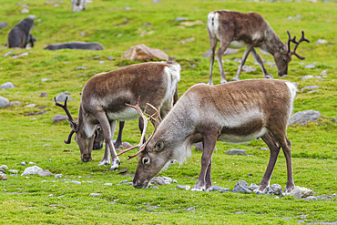 A small group of introduced reindeer (Rangifer tarandus) before eradication in Stromness Bay, South Georgia.