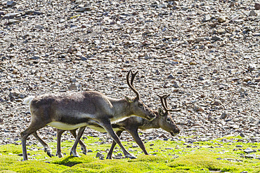 A small group of introduced reindeer (Rangifer tarandus) before eradication in Stromness Bay, South Georgia.