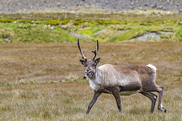 An adult bull introduced reindeer (Rangifer tarandus) before eradication in Stromness Bay, South Georgia.