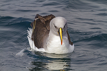 Adult grey-headed albatross (Thalassarche chrysostoma) (grey-headed mollymawk), Elsehul, South Georgia, Polar Regions