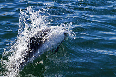 Adult Commerson's dolphin (Cephalorhynchus commersonii) surfacing, Carcass Island in the Falkland Islands.