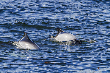 Adult Commerson's dolphins (Cephalorhynchus commersonii) surfacing, Carcass Island in the Falkland Islands.