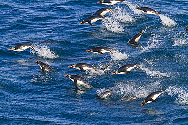 Adult macaroni penguins (Eudyptes chrysolophus) porpoising for speed while traveling to breeding colony, South Georgia.