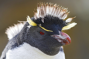 Adult southern rockhopper penguin (Eudyptes chrysocome chrysocome) at breeding and molting colony, Falkland Islands.