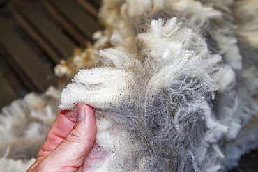 Sheep being shorn at the Long Island sheep farm outside Stanley in the Falkland Islands, South Atlantic Ocean.