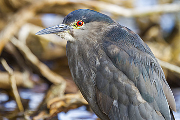 Adult black-crowned night-heron (Nycticorax nycticorax falklandicus) on Carcass Island in the Falkland Islands.