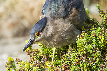 Adult black-crowned night-heron (Nycticorax nycticorax falklandicus) on Carcass Island in the Falkland Islands, South America