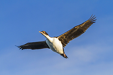 Adult imperial shag (Phalacrocorax (atriceps) atriceps) in flight in the Falkland Islands, South Atlantic Ocean.