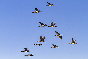 Adult imperial shags (Phalacrocorax (atriceps) atriceps) in flight in the Falkland Islands, South Atlantic Ocean.