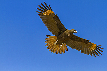 Striated caracara (Phalcoboenus australis) in flight on Carcass Island in the Falkland Islands, South Atlantic Ocean, South America