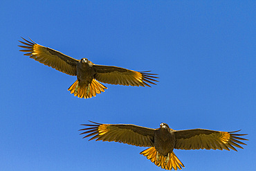 Striated caracaras (Phalcoboenus australis) in flight on Carcass Island in the Falkland Islands, South Atlantic Ocean.