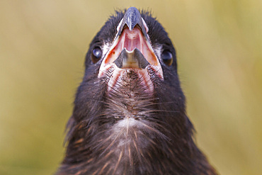 Adult striated caracara (Phalcoboenus australis), close-up, on Carcass Island in the Falkland Islands, South Atlantic Ocean, South America