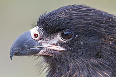 Adult striated caracara (Phalcoboenus australis) on Carcass Island in the Falkland Islands, South Atlantic Ocean.