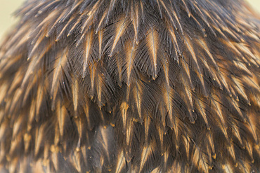 Striated caracara (Phalcoboenus australis) feather detail, on Carcass Island in the Falkland Islands, South Atlantic Ocean.