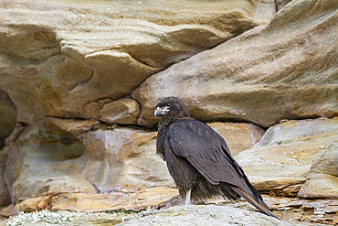 Adult striated caracara (Phalcoboenus australis) on Carcass Island in the Falkland Islands, South Atlantic Ocean.