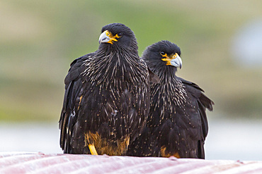 Adult striated caracaras (Phalcoboenus australis) on Carcass Island in the Falkland Islands, South Atlantic Ocean, South America