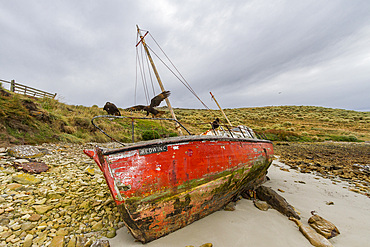 The Redwing on the beach at West Point Island in the Falkland Islands, South Atlantic Ocean, South America