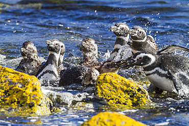 Adult Magellanic penguins (Spheniscus magellanicus) at breeding and molting site on Carcass Island, Falkland Islands.