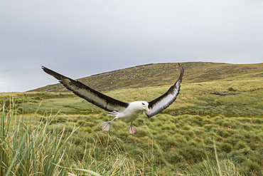 Black-browed albatross (Thalassarche melanophrys) in flight on West Point Island, Falkland Islands, South Atlantic Ocean.