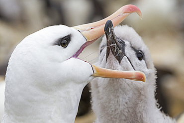 Black-browed albatross (Thalassarche melanophrys) adult feeding chick at nesting site on West Point Island, Falkland Islands.