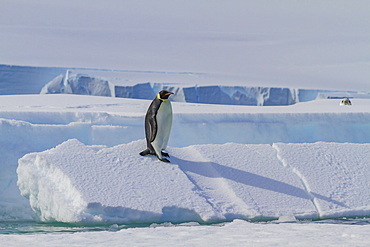 A lone adult emperor penguin (Aptenodytes forsteri) on sea ice in the Gullet between Adelaide Island and the Antarctic Peninsula, Antarctica, Polar Regions