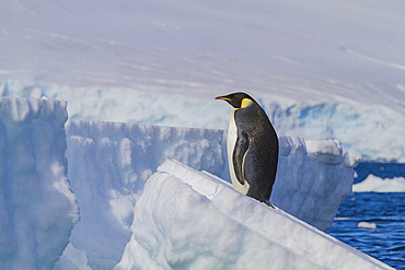 A lone adult emperor penguin (Aptenodytes forsteri) on sea ice in the Gullet between Adelaide Island and the Antarctic Peninsula.