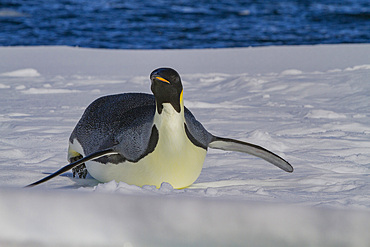 A lone adult emperor penguin (Aptenodytes forsteri) on sea ice in the Gullet between Adelaide Island and the Antarctic Peninsula, Antarctica, Polar Regions