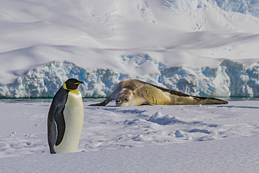 A lone adult emperor penguin (Aptenodytes forsteri) on sea ice in the Gullet between Adelaide Island and the Antarctic Peninsula.