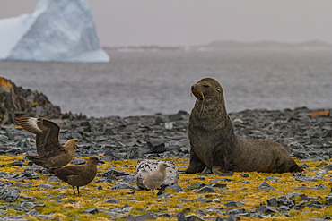 Adult male Antarctic fur seal (Arctocephalus gazella) harassing a skua at Torgersen Island, Antarctica.