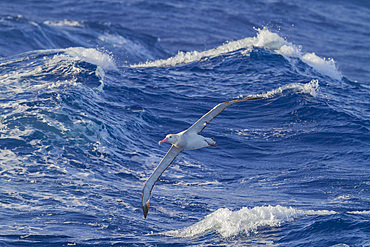 Young wandering albatross (Diomedea exulans) on the wing near the Antarctic Peninsula, Southern Ocean.