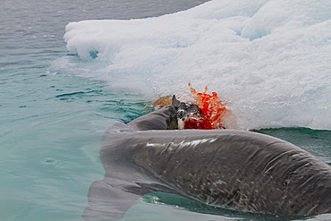 Adult female leopard seal (Hydrurga leptonyx) killing and eating a juvenile Adelie penguin at Brown Bluff, Antarctic Peninsula, Antarctica, Polar Regions