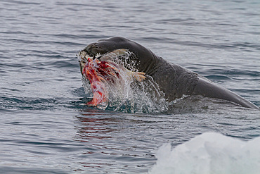 Adult female leopard seal (Hydrurga leptonyx) killing and eating a juvenile Adelie penguin at Brown Bluff, Antarctic Peninsula, Antarctica, Polar Regions