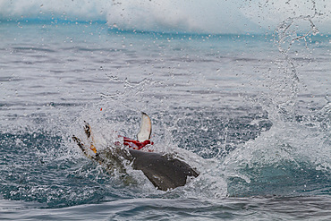 Adult female leopard seal (Hydrurga leptonyx) killing and eating a juvenile Adelie penguin at Brown Bluff, Antarctic Peninsula, Antarctica, Polar Regions