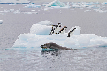 Adult female leopard seal (Hydrurga leptonyx) stalking juvenile Adelie penguins on ice at Brown Bluff, Antarctic Peninsula.