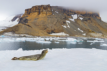 Adult female leopard seal (Hydrurga leptonyx) hauled out on ice at Brown Bluff near the Antarctic Peninsula, Antarctica, Polar Regions